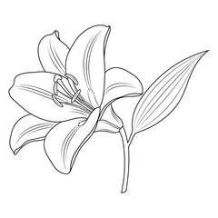 Line art drawing of a lily flower
