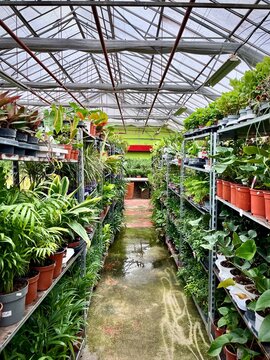 Rows of assorted plants on shelves in a plant nursery greenhouse