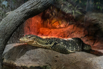 A large monitor lizard basking in the sun and looking at the camera. Zooexotarium concept, nature,...