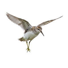 Fototapeta premium Sandpiper in Flight on Transparent Background
