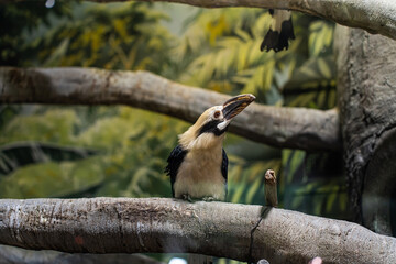 The Luzon rhinoceros bird is basking in the sun and looking at the camera. Zooexotarium concept, nature, zoo, pet store, safari, travel agency, terrarium.
