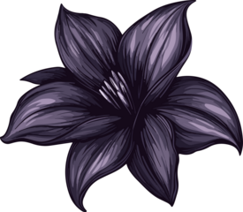 detailed illustration purple lily flower