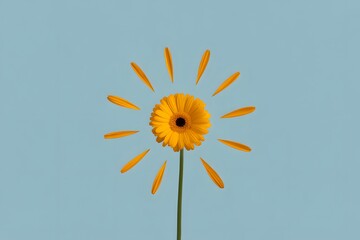 Gerbera daisy arranged as a sun against a blue background