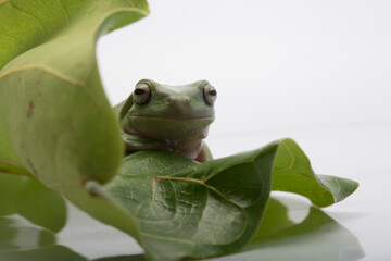 Australian Green Tree Frog on natural background