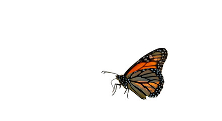 Obraz premium Monarch butterfly close-up on a white background — detailed butterfly imagery for nature and wildlife stock