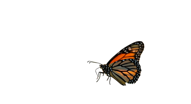 Monarch butterfly close-up on a white background — detailed butterfly imagery for nature and wildlife stock

