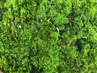 Green moss grows abundantly