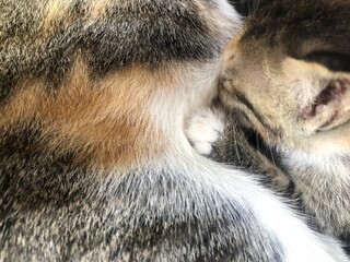 Close-up of a mother cat nursing her newborn kittens