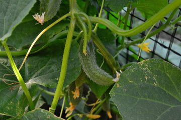 Young Cucumbers and Flowers Growing on a Vine in the organic garden