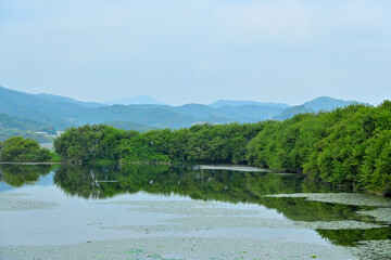 Trees growing on a lake with a mountain view in the distance