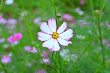 Fototapeta premium An unclaimed cosmos with pink lines growing in the wild