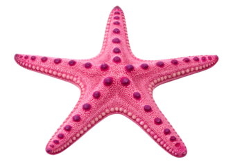 Pink starfish isolated on transparent background, a marine invertebrate animal