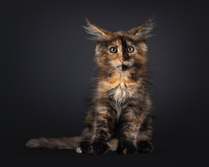 Black tortie Maine Coon cat kitten sitting up facing front. Looking displeased towards camera, with...