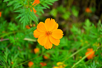 A wild flower with a wild name