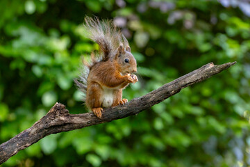 Red Squirrel