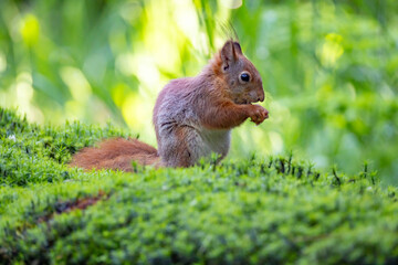 Red Squirrel