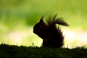 Red Squirrel
