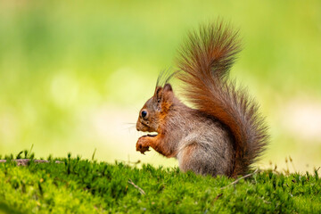 Red Squirrel