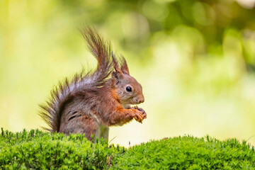 Red Squirrel