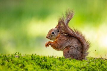 Red Squirrel