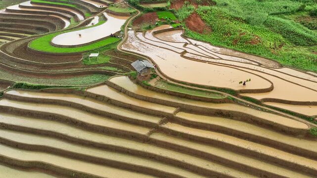 Hmong farmers prepare their fields and plant rice on terraced fields in Mu Cang Chai, Yen Bai. Photo taken in Yen Bai on June 22, 2025.	