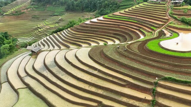 Hmong farmers prepare their fields and plant rice on terraced fields in Mu Cang Chai, Yen Bai. Photo taken in Yen Bai on June 22, 2025.	