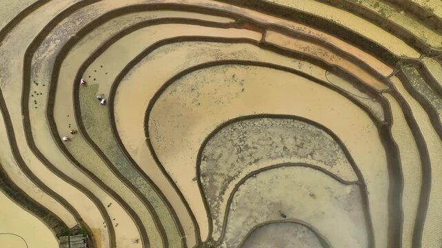Hmong farmers prepare their fields and plant rice on terraced fields in Mu Cang Chai, Yen Bai. Photo taken in Yen Bai on June 22, 2025.	