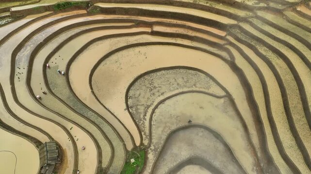 Hmong farmers prepare their fields and plant rice on terraced fields in Mu Cang Chai, Yen Bai. Photo taken in Yen Bai on June 22, 2025.	