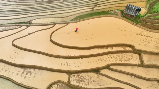 Hmong farmers prepare their fields and plant rice on terraced fields in Mu Cang Chai, Yen Bai. Photo taken in Yen Bai on June 22, 2025.	