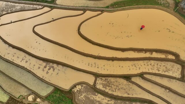 Hmong farmers prepare their fields and plant rice on terraced fields in Mu Cang Chai, Yen Bai. Photo taken in Yen Bai on June 22, 2025.	