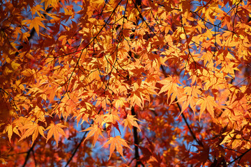 Momiji, Japan