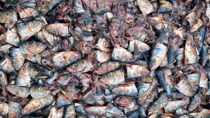 Fish heads for bait, raw fish parts used in traditional fishing industry