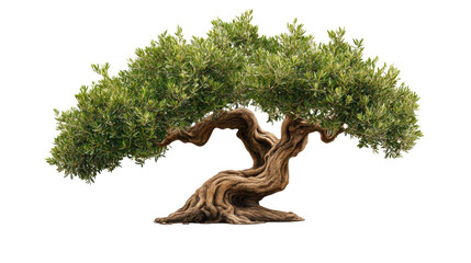 Fototapeta premium Bonsai Olive Tree on Transparent Background