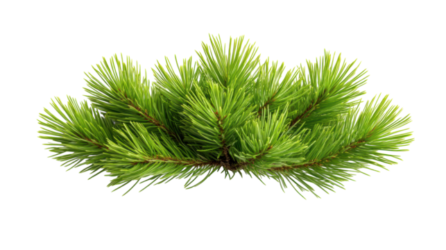 Green Pine Tree Branch on Transparent Background - Powered by Adobe