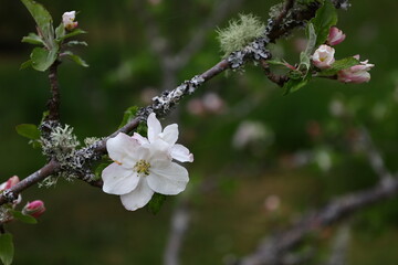 Fleur