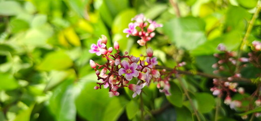 Starfruitor Carambola on green blurred background. Tiny pinkish-red flowers with five lanceolate petals. Inflorescences are clustered at leaf axils, each cluster containing numerous small flowers. Flo