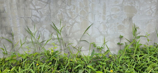 Unpainted plaster wall has cracks and Many weeds grow beneath it. Cement walls that are exposed to water, rain, dust and hot weather cause pronounced cracks. The cement fence was soaked with water. 
