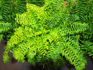 Fishtail Fern, pinnate leaves with serrated tips, green and white in center. Tips are divided into 2 lobes, resembling a crab's claw or fish's tail. Leaf margins are wavy. Nephrolepis biserrata (Sw.) 