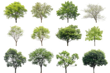 High-quality cut-out images of six different tree types with lush green leaves. Perfect for landscape design, architectural visualization, or nature background use.