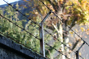 Barbed wire fence in the foreground with a colorful autumn tree in the background, symbolizing hope and resilience beyond confinement.
