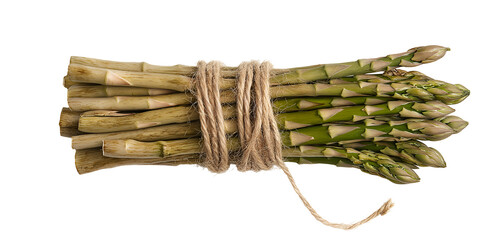 Fresh asparagus spears bundled with twine isolated on a white background 

