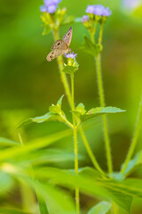 The butterfly on little purple  flower.