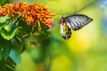 The butterfly on orange  flower.