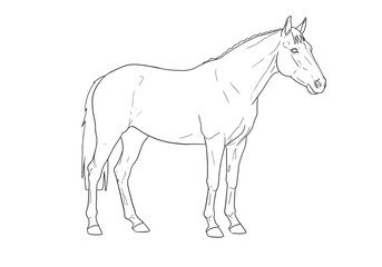 A standing horse is outlined in black ink viewed from its side on a white background