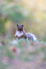 Écureuil gris au sol en automne, Québec, Canada. Faible profondeur de champ.