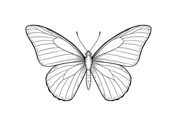 Detailed sketch of a butterfly wings spread showcasing intricate vein patterns and body segments
