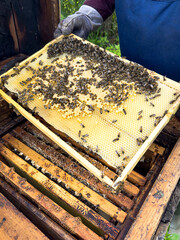 Beginning of the bees' work in the beehive 