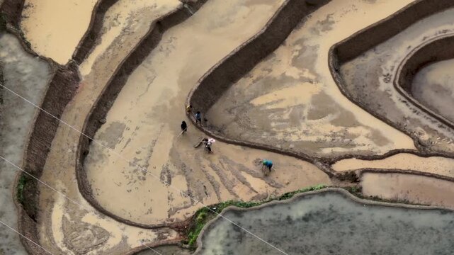 Hmong farmers prepare their fields and plant rice on terraced fields in Mu Cang Chai, Yen Bai. Photo taken in Yen Bai on June 22, 2025.	