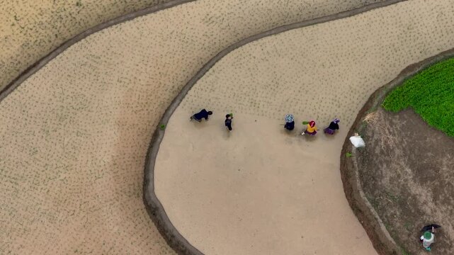 Hmong farmers prepare their fields and plant rice on terraced fields in Mu Cang Chai, Yen Bai. Photo taken in Yen Bai on June 22, 2025.	