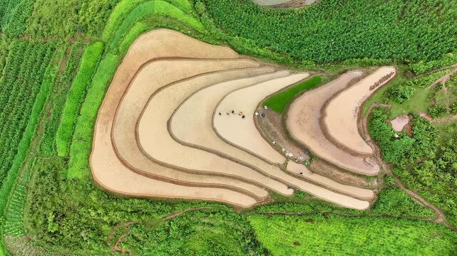 Hmong farmers prepare their fields and plant rice on terraced fields in Mu Cang Chai, Yen Bai. Photo taken in Yen Bai on June 22, 2025.	